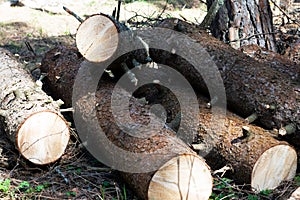 Row of chopped wooden logs prepared for winter,firewood for fireplace. Forest clearance