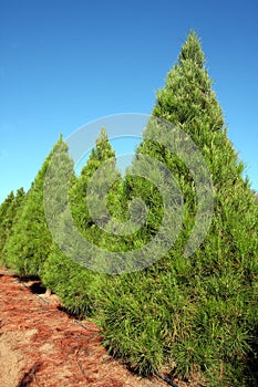 Row of Christmas pine trees at farm - vertical