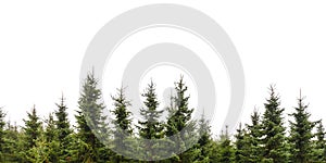 Row of Christmas pine trees isolated on white