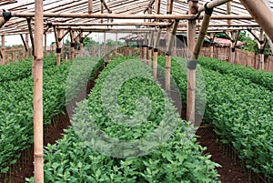 Row of chrysanthemum seedling in a greenhouse