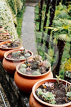 A row of clay flower pots with succulents and cacti.