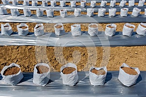 Row of Coconut coir in nursery white bag for farm with fertigation , irrigation system