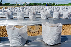 Row of Coconut coir in nursery white bag for farm with fertigation , irrigation system photo