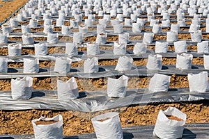 Row of Coconut coir in nursery white bag for farm with fertigation , photo