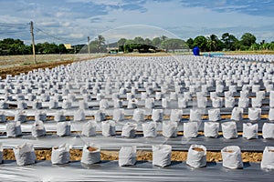 Row of Coconut coir in nursery white bag for farm with fertigation , irrigation system photo