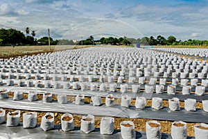 Row of Coconut coir in nursery white bag for farm with fertigation , photo