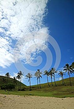 Row of Coconut Palm Trees against Vivid Blue Sky and Pure White Clouds, Anakena beach, Easter island, Chile