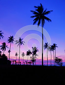 Row of coconut palm trees with beautiful dramatic sky sunset or sunrise over the tropical sea scenery of beautiful nature