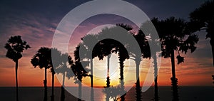 Row of coconut palm trees with beautiful dramatic sky sunset or