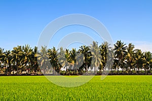 Row of coconut palm trees next to the paddy