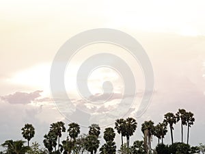 A row of coconut palm trees on summer blue sky background.