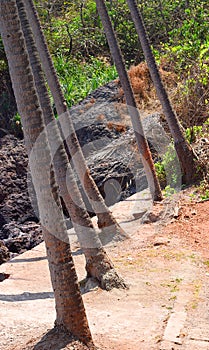 Row of Coconut Tree Trunks creating Abstract Pattern