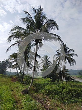 a row of coconut trees beside the Cisadane river adds to the beauty of the environment photo