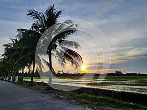Row of coconut trees at sunset.