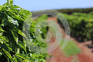 Row of Coffee Trees