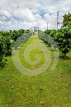 Row of coffee trees at coffee plantation on Oahu island