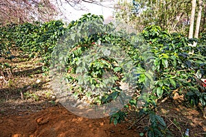 A row of coffee trees under HImalayan cherry trees in Chiangmai