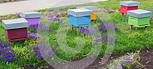 A row of colored bee hives in a field of flowers.