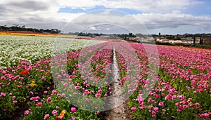 Row of colorful flower plants at Carlsbad flower fields in spring time