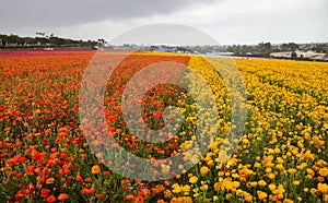 Row of colorful flower plants at Carlsbad flower fields in spring time