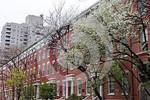 Row of Colorful Old Brick Buildings with Flowering Trees during Spring in Greenwich Village of New York City