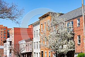 A Row of Colorful Residential Buildings and Homes in Astoria Queens of New York City with a White Flowering Tree during Spring
