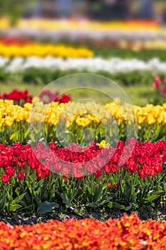 Row of colorful Tulip flowers in Holland, michigan