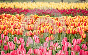 Row of colorful tulips on the field in the spring