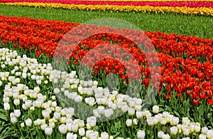 Row of Colorful Tulips found in a Rural Setting