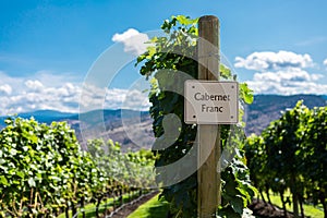 Row of commercial Cabernet Franc grapes photo