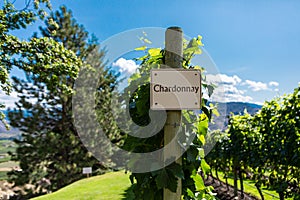 Row of commercial Chardonnay grapes