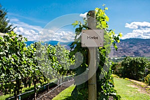 Row of commercial Merlot grapes in the vineyard