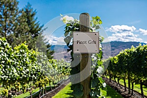 Row of commercial Pinot Gris grapes photo