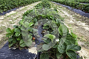 Row of commercial strawberry plants