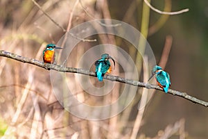 Row of common kingfishers perched on a tree branch