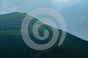 Row of coniferous trees on crest of hill. Green forest on slope of mountain