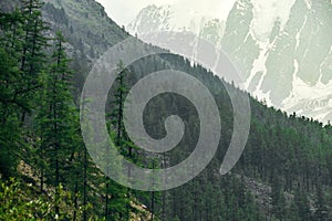 Row of coniferous trees on crest of hill. Green forest on slope of mountain