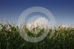 Row of Corn photo
