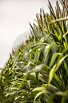 Row of Corn Stalks with Tassels