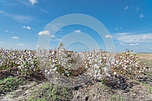 Row of cotton fields ready for harvesting in South Texas, USA