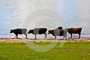 Row of cows