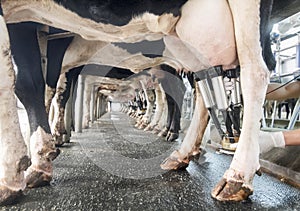 Row of cows being milked