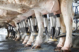 Row of cows being milked