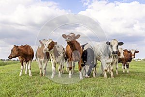 Row of cows, herd group together in a field, happy and joyful and a blue sky, a panoramic wide view