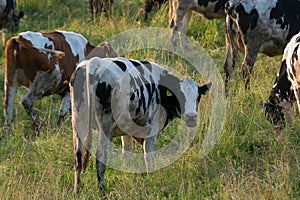 Row of cows looking curious upright in a green meadow in a pastu