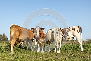 Row of cows rear and front view, one looking curious