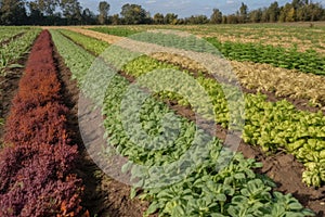 row of crops, with each plant modified to produce different flavor or texture