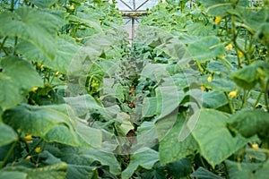 Row of cucumber plants grown in the greenhouse