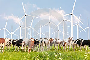 Row of curious Dutch dairy cows in front of large wind turbines