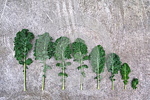 Row of curly-leaf kale cabbage from large to small on grey cement background. Healthy food concept. Minimalism. Flat lay or top